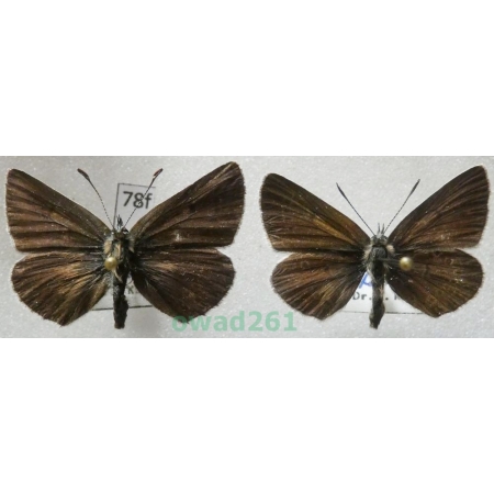 Eumedonia eumedon (Esper, 1780) pair Slovakia78f